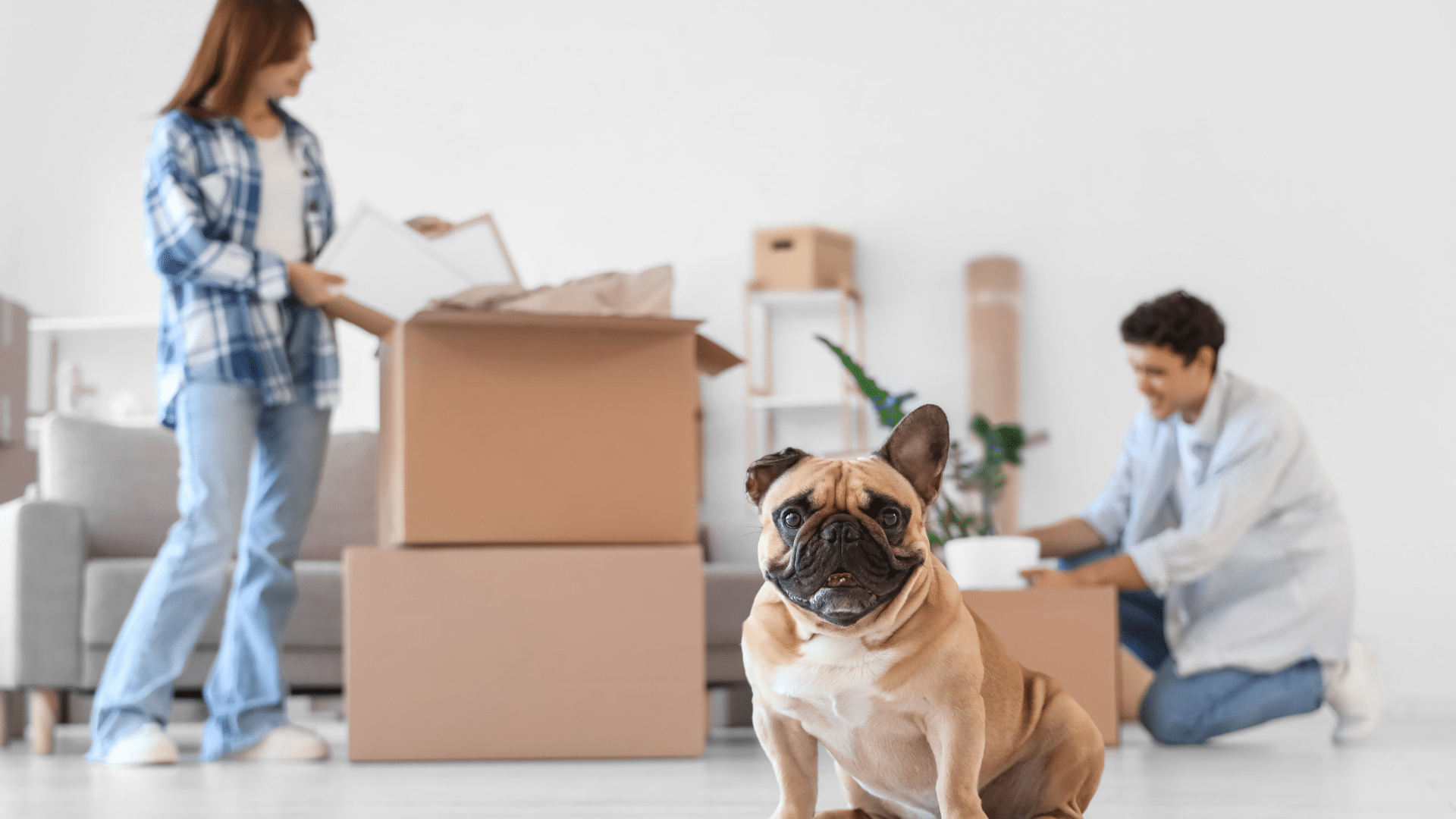 how to safely move with pets during a house move
